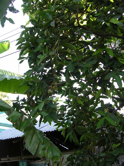 Another water apple tree in the Mekong Delta