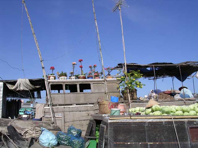 Pot plants and cabbages