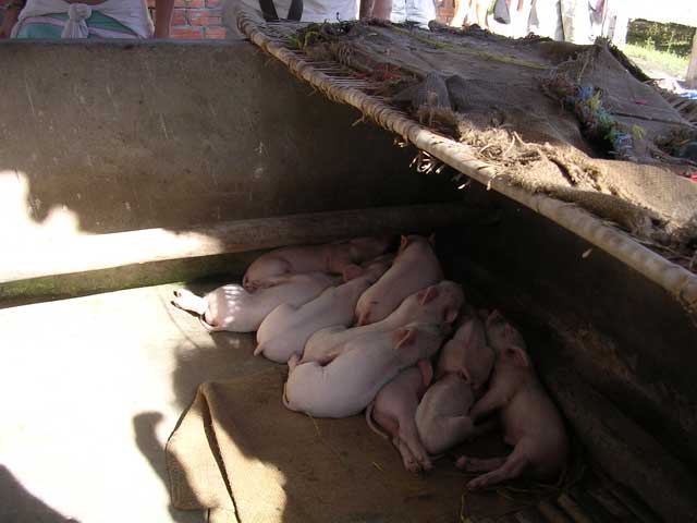 Piglets at the rice paper factory in the Mekong Delta