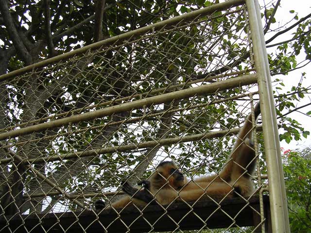 This monkey had about the most spacious accommodation...