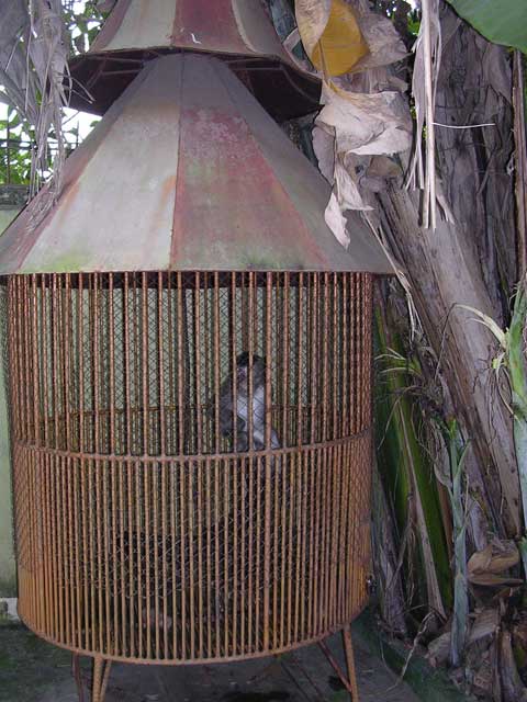 Sad caged monkey at the Bonsai garden