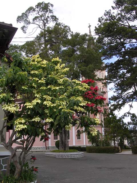 A two-tone (grafted) poinsettia at the side of the church