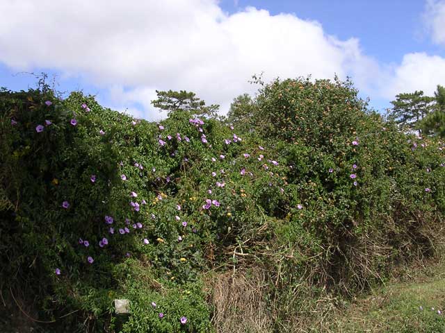 A pleasingly wild bank by the road