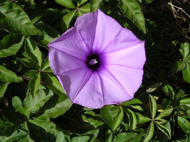 These purple convolvulus-like wild flowers were everywhere
