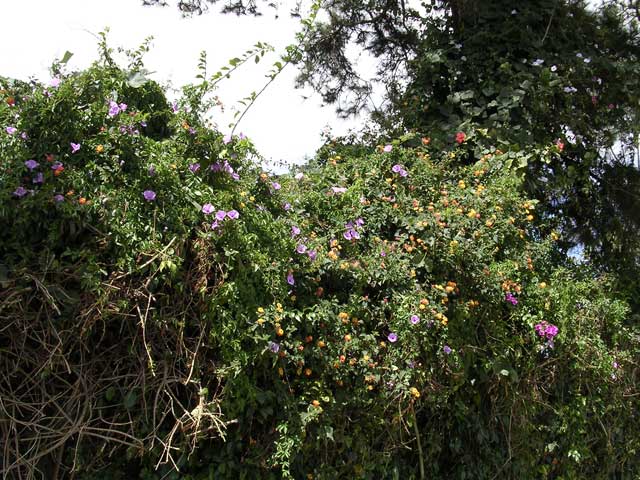 A multi-flowered bank by the lake in Dalat, Vietnam