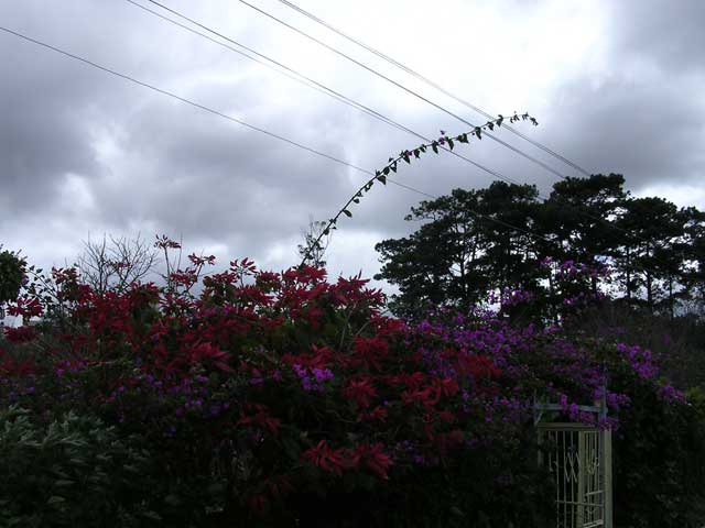A spectacular hedge - though unfortunately the light was going
