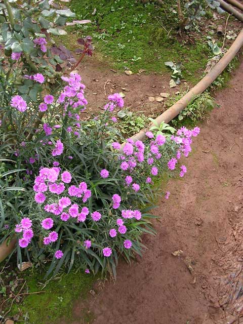 These are probably just growing here wild, but they're very pretty anyway