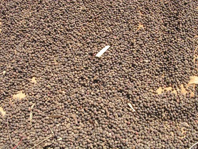 More beans, nearly dried