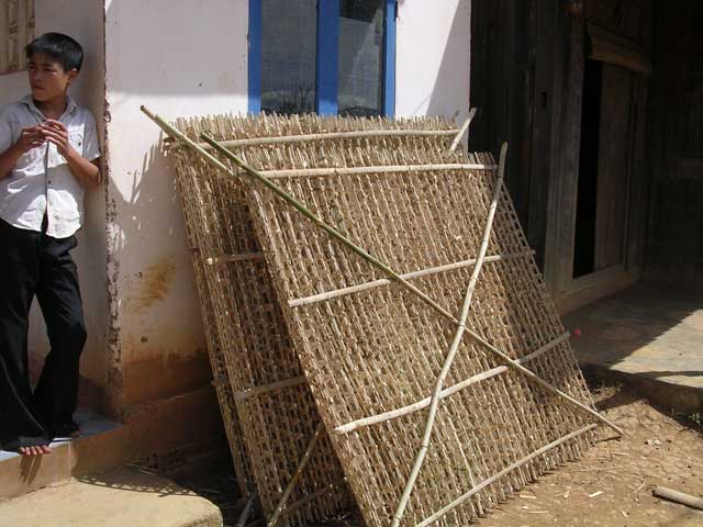 They're laid out in these compartmented bamboo frames while they spin their cocoons