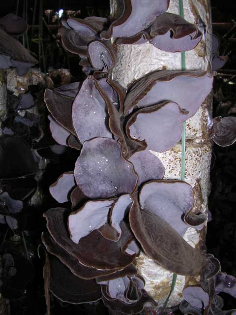 Black mushrooms nearly ready for collection in Vietnam's Central Highlands