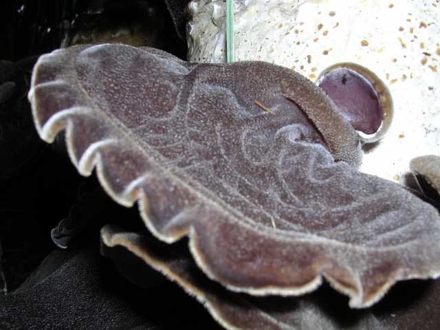 A specimen close up
