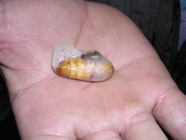 An imago after its silk has been taken. They eat these, but we didn't sample!