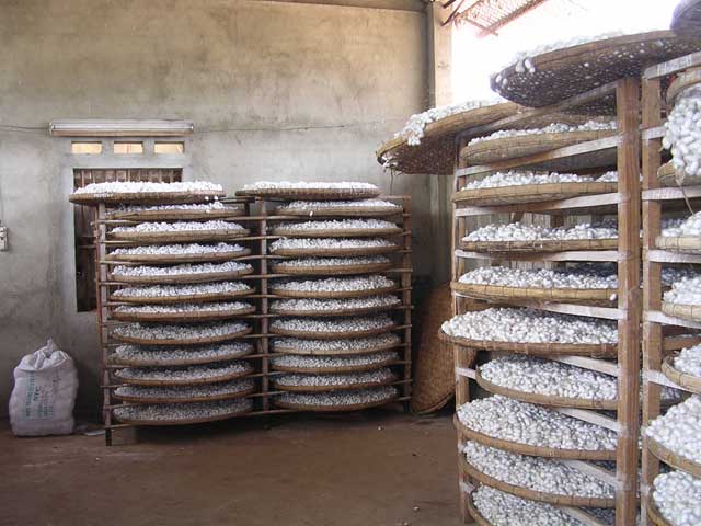 Vietnam: Central Highlands with the Easy Riders - silk worm cocoons