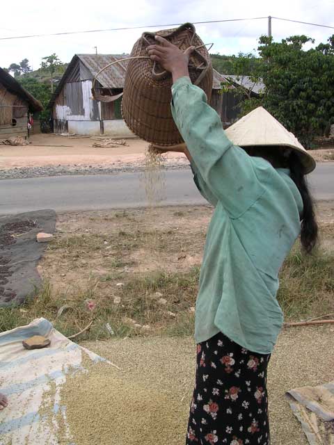 Sorting the rice: the wind blows the empty husks away while the good stuff drops straight down