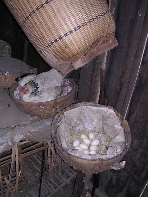 Egg production