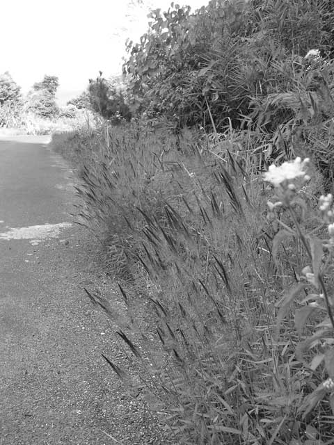 We'd slipped into monochrome by mistake, but these grasses by the road were tipped with a delicate wine-red