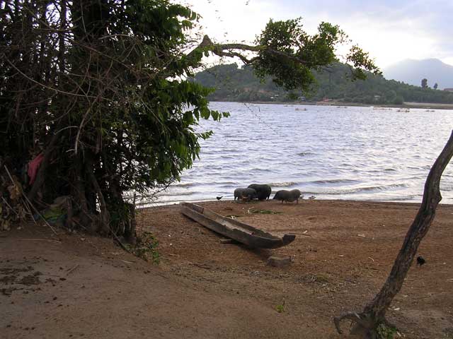 The lake again, with some of the local pot-bellied pigs