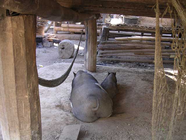 Pigs at Buom Jun village, Lak Lake