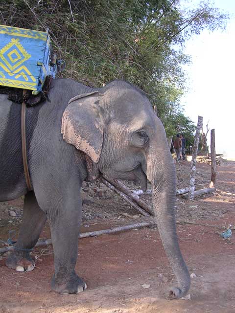 An elephant with its howdah at Lak Lake in Vietnam's Central Highlands