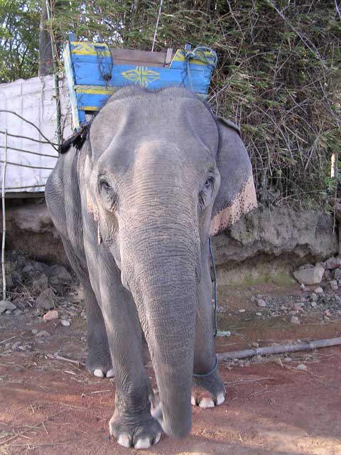 An elephant with its painted howdah at Lak Lake in the Vietnamese Central Highlands