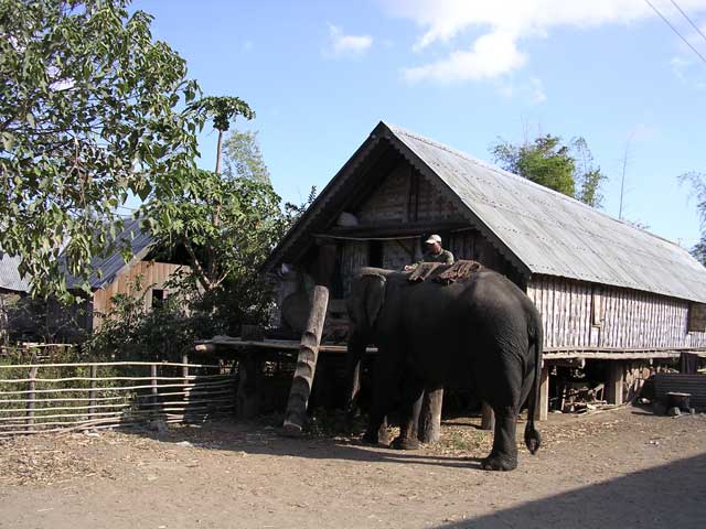 One of the elephants being prepared for the howdah