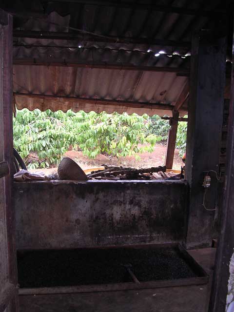 Looking through to their own coffee bushes