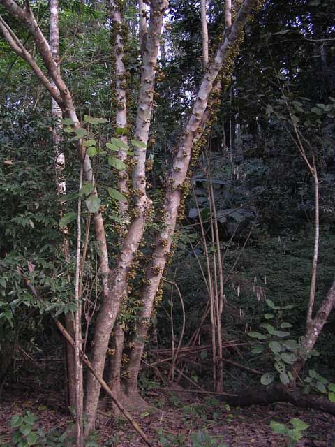 In the Central Highlands, something like birch trees, but covered in small fruits