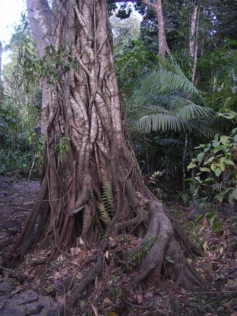 A lovely, tangled trunk complex in the Central Highlands