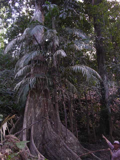 Ted points out a rattan tree