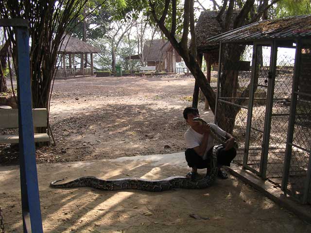 The pet snake at the mountain retreat, Central Highlands, Vietnam