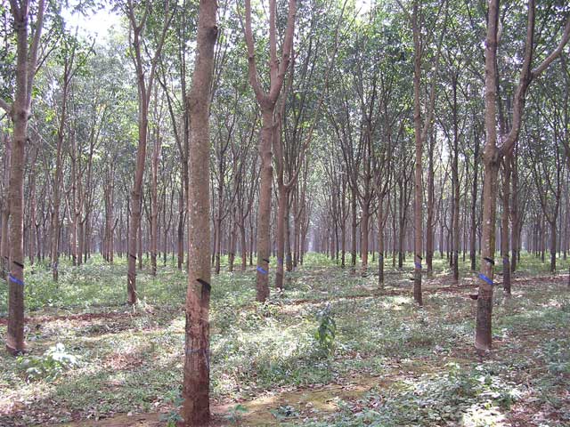 Rubber plantation