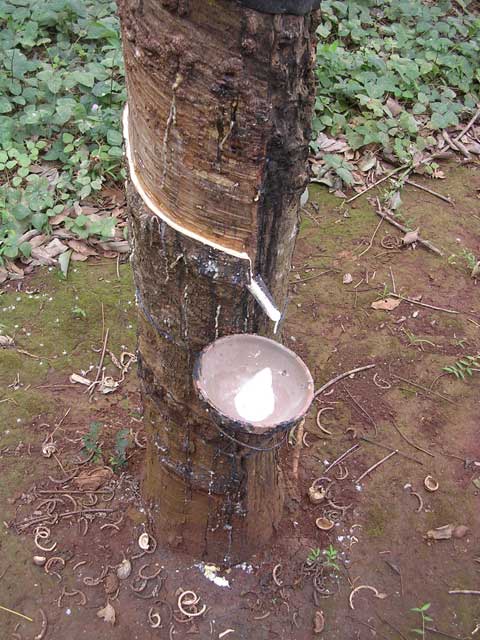 Collecting the rubber