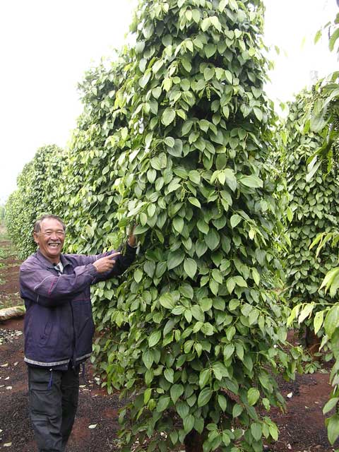 Wing shows us a black pepper plant growing up a concrete pole