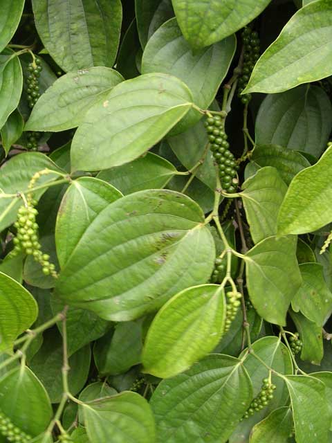 Black pepper on the bush in the Central Highlands