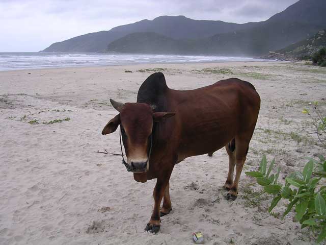 An ox at Jungle Beach, Vietnam