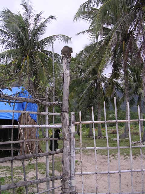 Kittens having a climb at Jungle Beach, Vietnam...