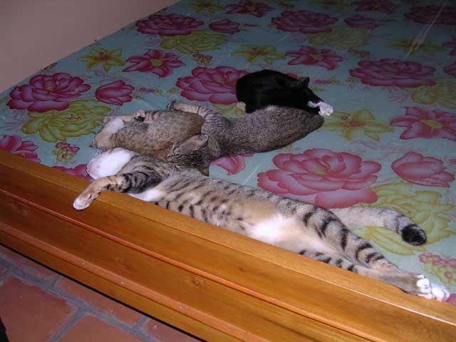 Flaked out on the spare bed in our room at Jungle Beach, Vietnam