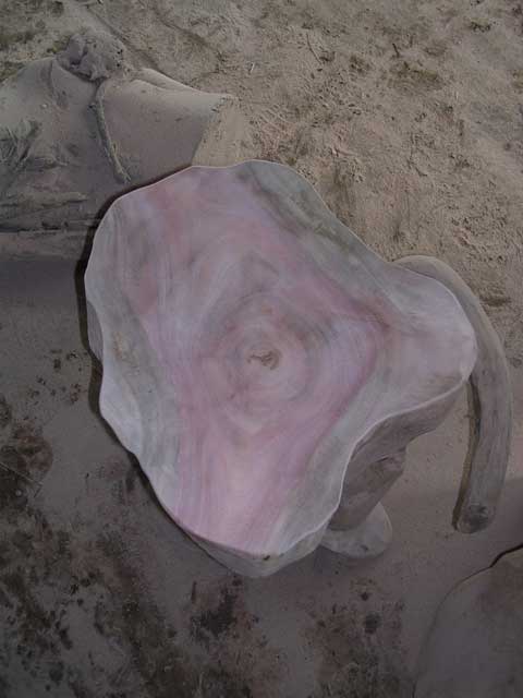Delicate colours on a tree root stool