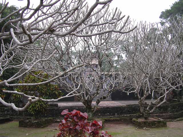 These lovely frangipani trees are all over the site.