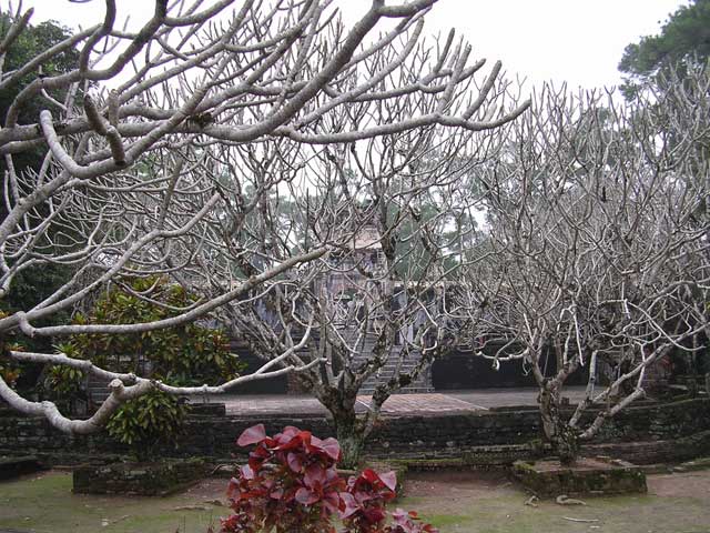 Frangipani trees at Tu Duc's Tomb, near Hué, Vietnam