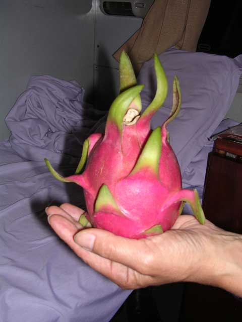 A dragon fruit we bought, showing the outer skin