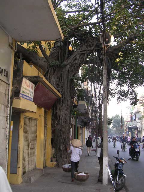 Typical Hanoi street, with motorbikes, a woman carrying her wares on her shoulder and magnificent tree roots