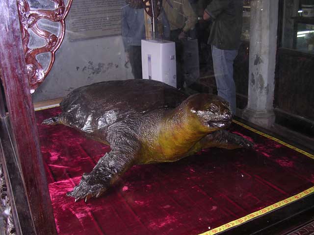 A preserved Sword Lake Tortoise from Hoan Kiem lake, Hanoi