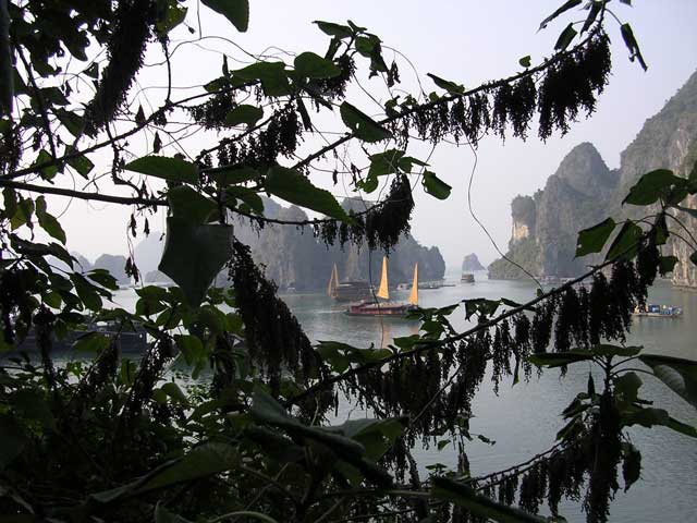 Peeping through the foliage from the steps up to the cave