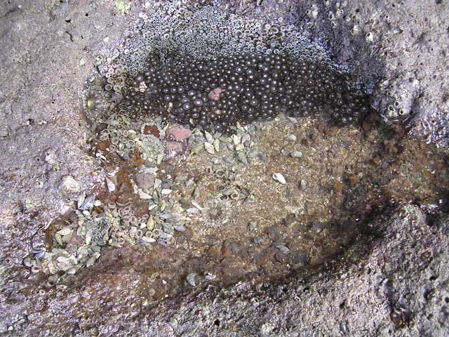 Rock pool colonised by sea anemones (or are they urchins?)