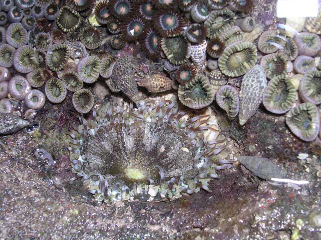 Rock pool on Van Boi island, Ha Long Bay, Vietnam