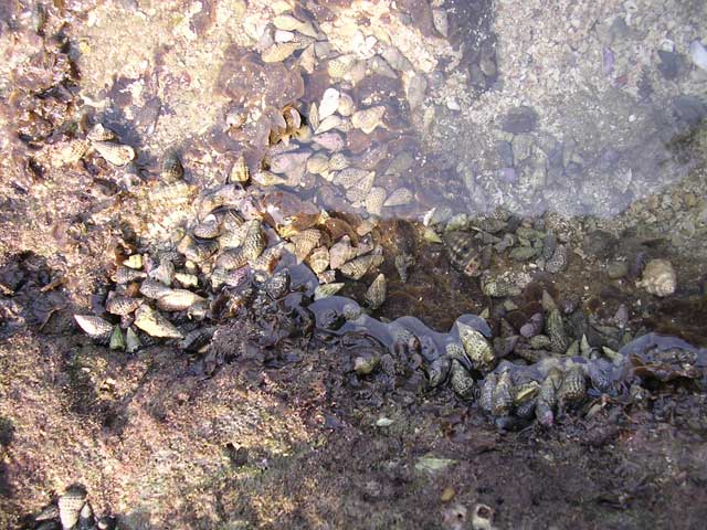 Shells on the other side of the rock pool