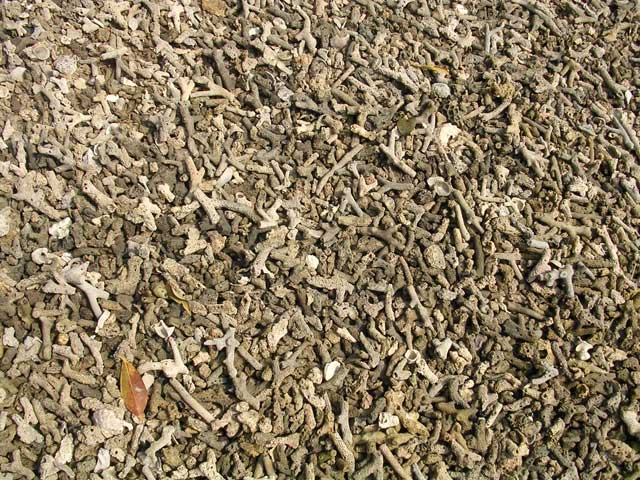 Fragments of coral cover the beach