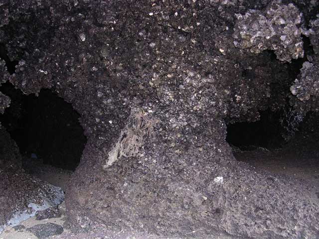 A cave covered with the same crustaceans