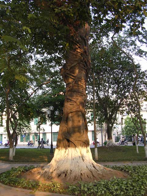 A tree embraced by roots in Hanoi